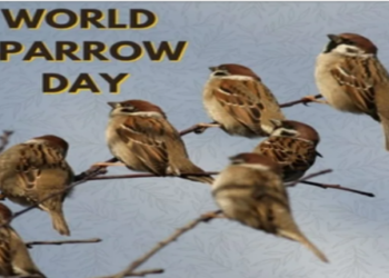 World Sparrow Day