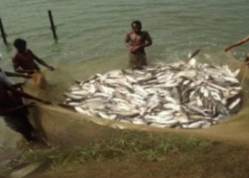 Bihar East Champaran Unique Crowfish