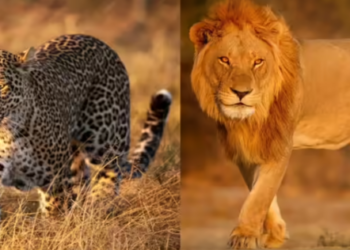 animals get diabetes and heart attack
