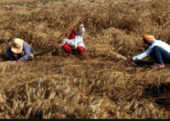 Uttar Pradesh destroying wheat crops