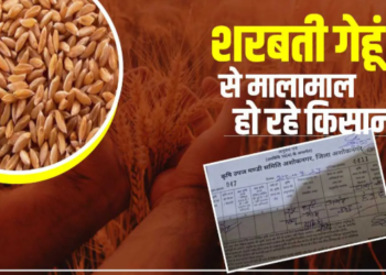 Sharbati wheat