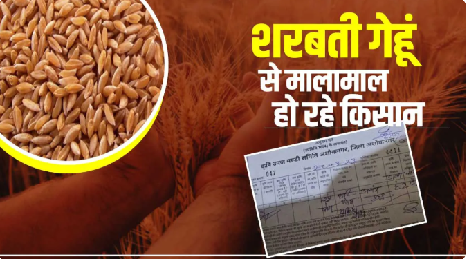 Sharbati wheat