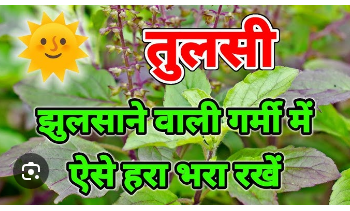 effective way to keep basil green during the summer season