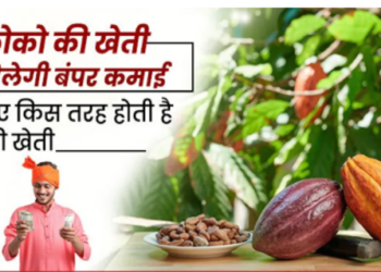 Cocoa farmin