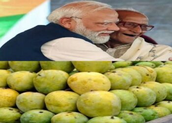 Malda mango