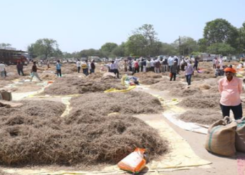 unique herbal market