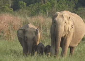 Corbett National Park में दिखा दुर्लभ नजारा, हथिनी के साथ नजर आए जुड़वा बच्चे, VIDEO ने जीता लोगों का दिल