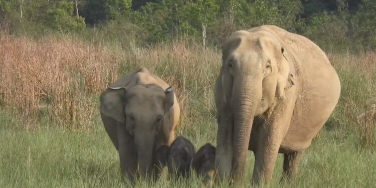 Corbett National Park में दिखा दुर्लभ नजारा, हथिनी के साथ नजर आए जुड़वा बच्चे, VIDEO ने जीता लोगों का दिल