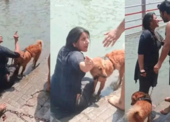 Haridwar News: हरिद्वार के गंगा घाट पर आस्था बनाम आचरण की बहस, कुत्ते को नहलाने का वीडियो वायरल