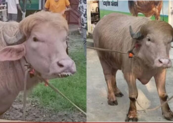 बकरीद पर बच गया ‘डोनाल्ड ट्रंप’ भैंसा: सुनहरे बालों वाले दुर्लभ जानवर को राष्ट्रीय चिड़ियाघर में रखा जाएगा।