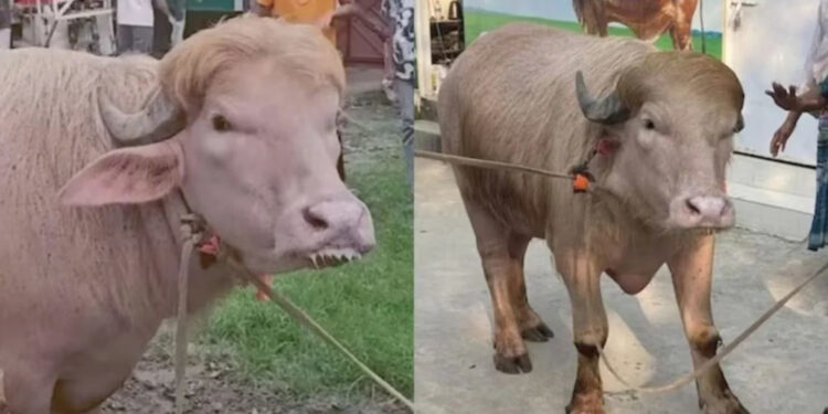 बकरीद पर बच गया ‘डोनाल्ड ट्रंप’ भैंसा: सुनहरे बालों वाले दुर्लभ जानवर को राष्ट्रीय चिड़ियाघर में रखा जाएगा।