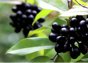 Jamun A tree harboring medicine