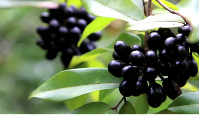 Jamun A tree harboring medicine