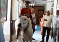 farmers rally featuring bull ride