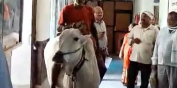 farmers rally featuring bull ride