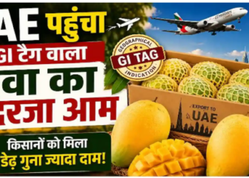 Sundarja Mango GI