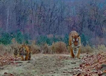 ग्लोबल टाइगर डे पर खुशखबरी! चीन में जंगली बाघों और तेंदुओं की आबादी में रिकॉर्ड बढ़ोतरी