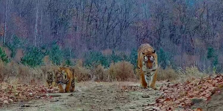 ग्लोबल टाइगर डे पर खुशखबरी! चीन में जंगली बाघों और तेंदुओं की आबादी में रिकॉर्ड बढ़ोतरी