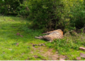 Another tiger death in Panna Tiger Reserve third incident in three months