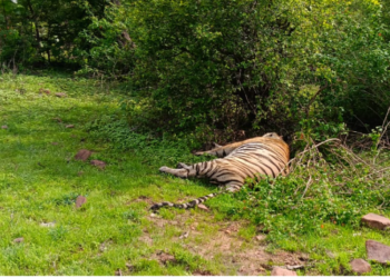 Another tiger death in Panna Tiger Reserve third incident in three months