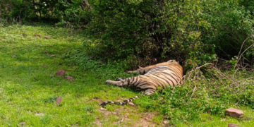 Another tiger death in Panna Tiger Reserve third incident in three months