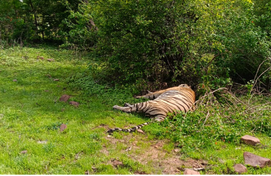 Another tiger death in Panna Tiger Reserve third incident in three months