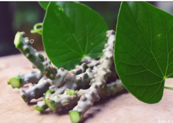 Miracle of Giloy A Natural Remedy for Diseases Giloy the Sanjeevani Life Restoring Vine of Ayurveda