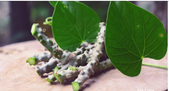 Miracle of Giloy A Natural Remedy for Diseases Giloy the Sanjeevani Life Restoring Vine of Ayurveda