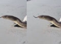 Snake on Airplane Wing: उड़ते विमान के पंख पर दिखा रहस्यमयी सांप! वायरल वीडियो ने इंटरनेट पर मचाई हलचल, लोग पूछ रहे- आखिर वहां पहुंचा कैसे?