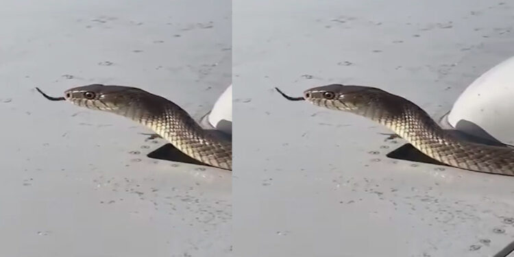 Snake on Airplane Wing: उड़ते विमान के पंख पर दिखा रहस्यमयी सांप! वायरल वीडियो ने इंटरनेट पर मचाई हलचल, लोग पूछ रहे- आखिर वहां पहुंचा कैसे?
