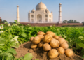Agra International Potato Center