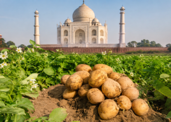 Agra International Potato Center