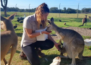 Australian kangaroos