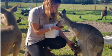 Australian kangaroos