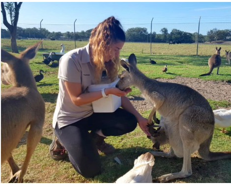 Australian kangaroos