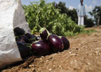 Grafted Brinjal Cultivation