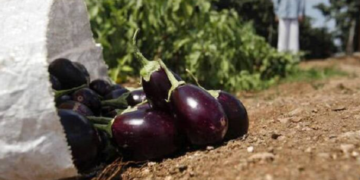 Grafted Brinjal Cultivation