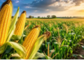 Weather plays havoc with ripening crops