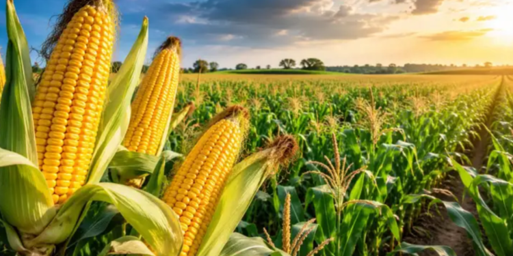 Weather plays havoc with ripening crops