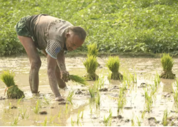 Crop Insurance Scheme process