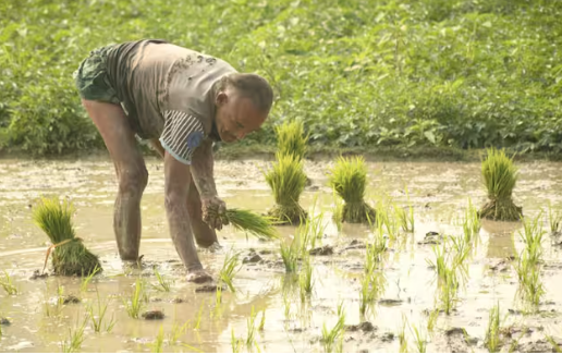 Crop Insurance Scheme process