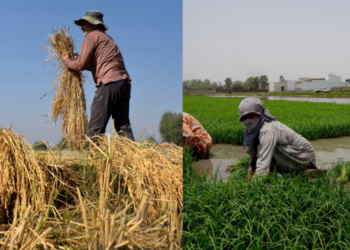 Gwalior gears up to challenge the Punjab Model in agriculture strategy shifts following the Balram Krishi Mahotsav
