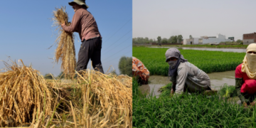 Gwalior gears up to challenge the Punjab Model in agriculture strategy shifts following the Balram Krishi Mahotsav