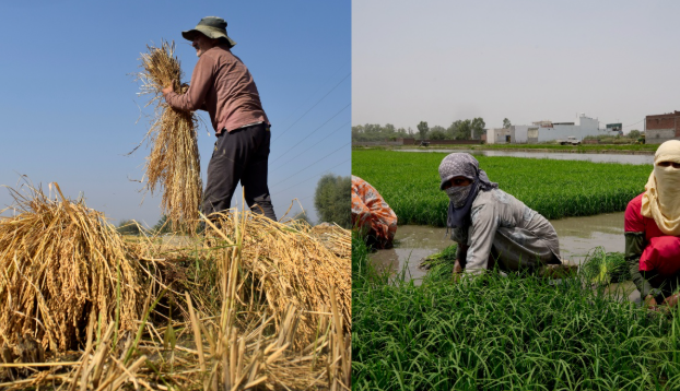 Gwalior gears up to challenge the Punjab Model in agriculture strategy shifts following the Balram Krishi Mahotsav