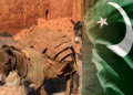 :India neighbor Pakistan is reaping the rewards of donkeys using this income to run the country