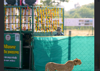 cheeta Radha arrives at Gandhi Sagar