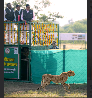 cheeta Radha arrives at Gandhi Sagar