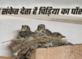 Belief that a sparrow nest is auspicious Different perceptions regarding a pigeon nest