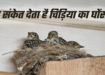 Belief that a sparrow nest is auspicious Different perceptions regarding a pigeon nest
