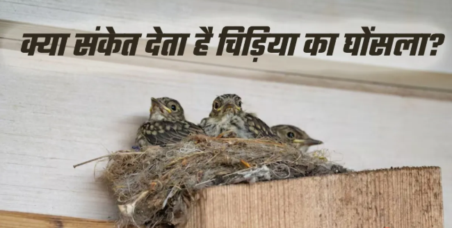 Belief that a sparrow nest is auspicious Different perceptions regarding a pigeon nest